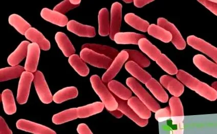 escherichia Escherichia coli