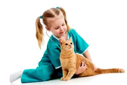 macska felinosis
