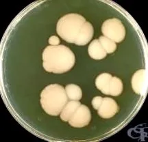 Candida albicans gombás