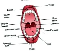 gombás candidiasis
