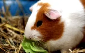 allergiát vált tengerimalac