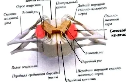 ízületi mielózisának
