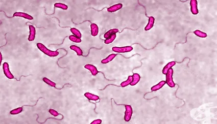 cholerae amelyet