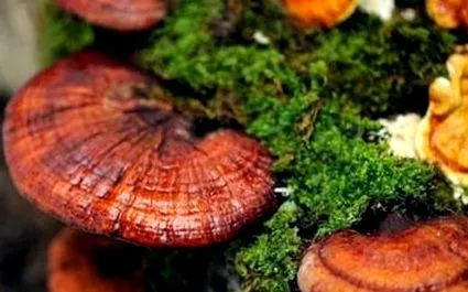 reishi