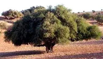 argánolaj ironwood
