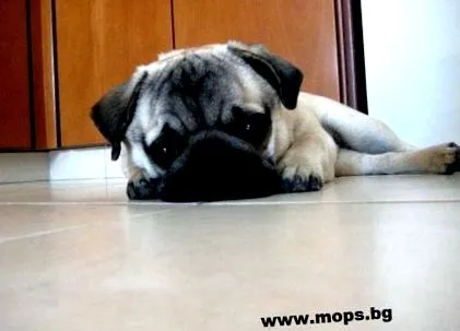 Mopsz étkezési szokásai étkezési