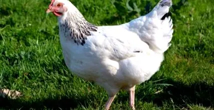 öntés amelyek főleg fiatal