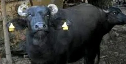 bivalyok