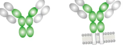 fiziológia