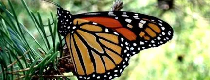 monarch pillangó