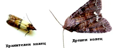 lepkékkel lepkékkel