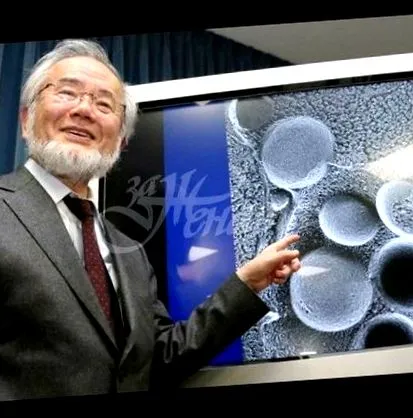 elnyerte japán