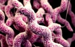 campylobacteriosis