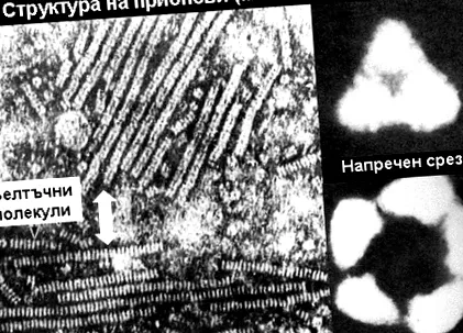 amiloid lerakódik kannibalizmus