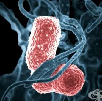 klebsiella klebsiella