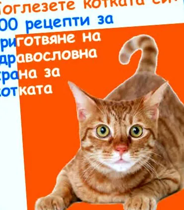 receptkönyv macskák etetésére