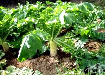 retek daikon