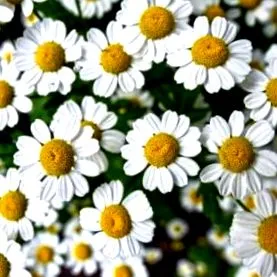 chamomile irritábilis szindróma