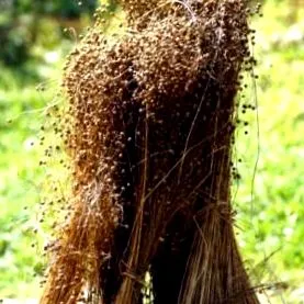 flax flax