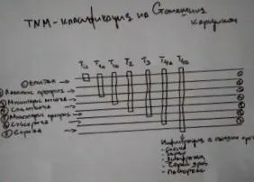 gyomorrák szakaszonként