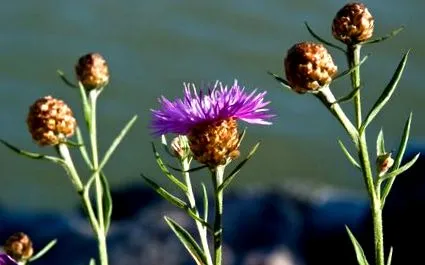 Centaurea jacea jacea