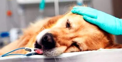 leptospirosis leptospirosis