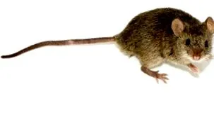 gyermek