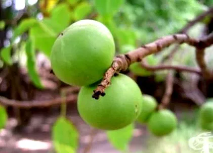 hippomane alma