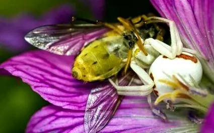 Misumena vatia