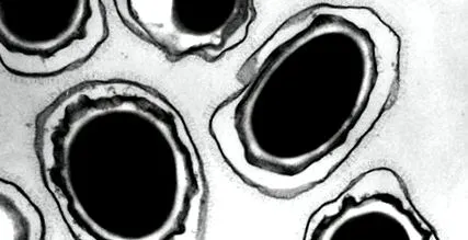 antibiotikumot képes