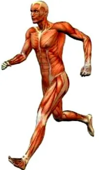 musculo-skeletal