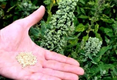 népszerűtlen quinoa