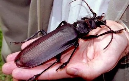 plovdivban
