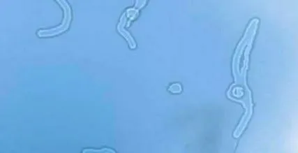 repül