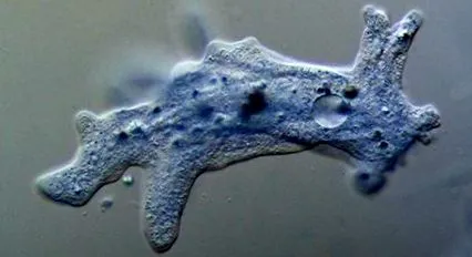 amoeba