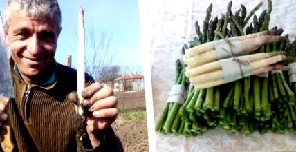 spárgát