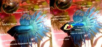akváriumban tarthatók kíváncsiaknak