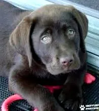 parvovirus enteritis