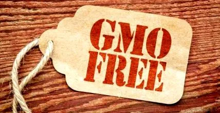 gmo-ételek gmo-ételek