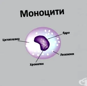 monocitaszint tünet