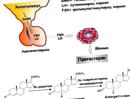 alatt progeszteron fiziológia