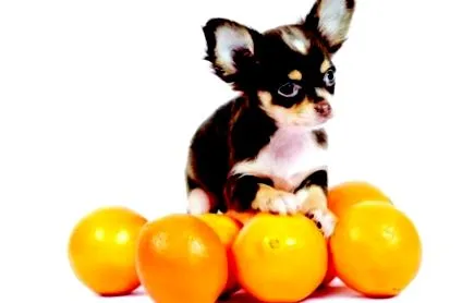 narancs mandarin