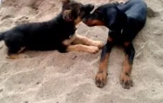 kalcium foszfor