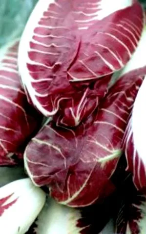 radicchio vagy
