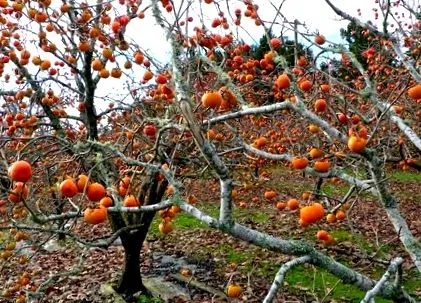 paradicsomi alma