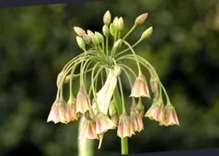 aromája aromája