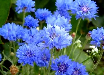 cyanus centaurea