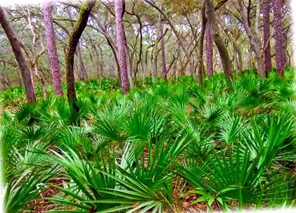hogy Palmetto hogy termék