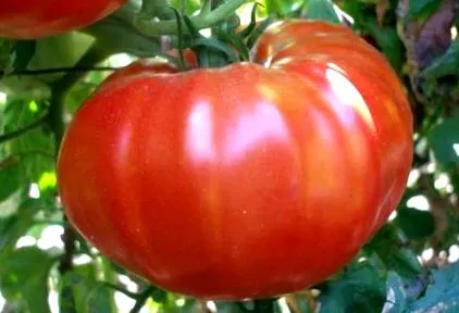 ezzel