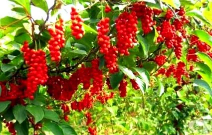 Schisandra chinensis chinensis